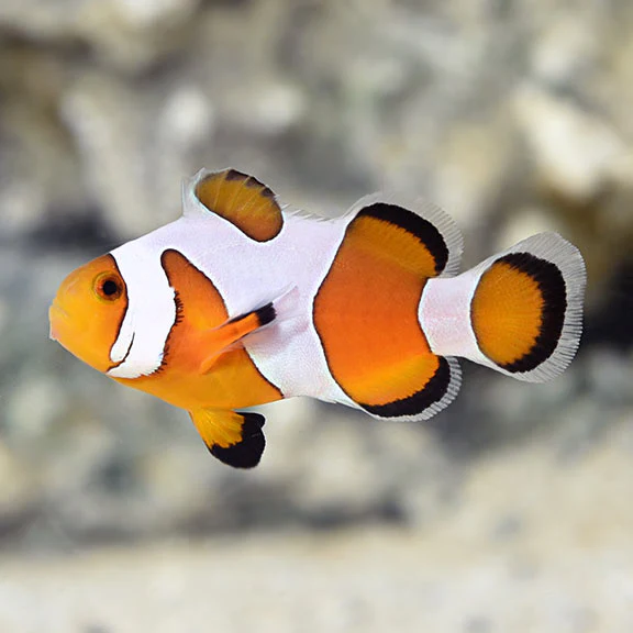 DaVinci/Gladiator — Designer — captive-bred ocellaris clownfish