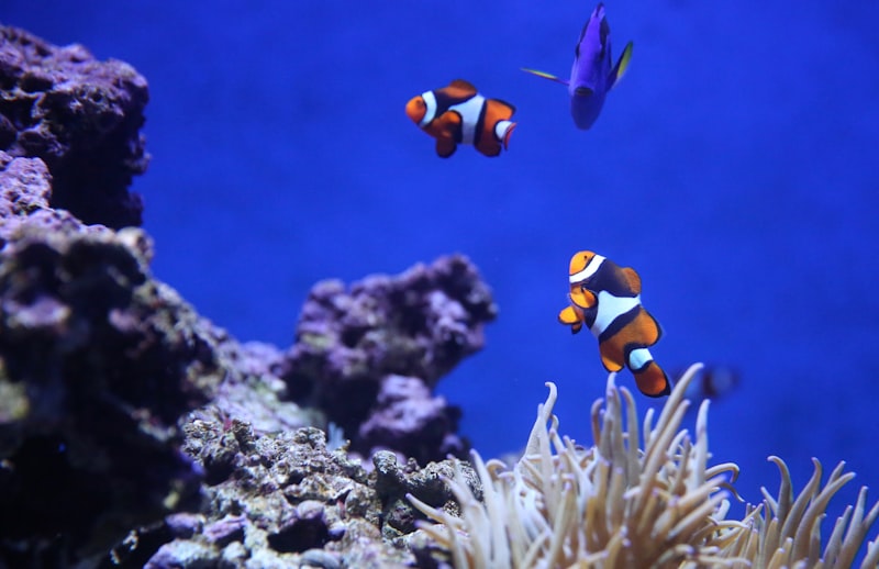 Blue Ghost Storm — Designer — captive-bred ocellaris clownfish