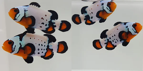 Bullethole — Ocellaris — captive-bred ocellaris clownfish