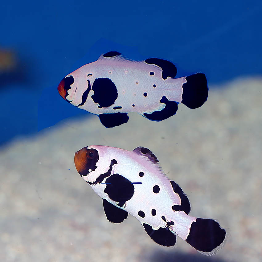 Frostbite — Designer — captive-bred ocellaris clownfish