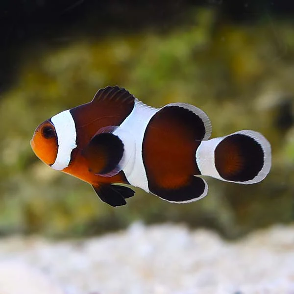 Mocha Ocellaris — Ocellaris — captive-bred ocellaris clownfish