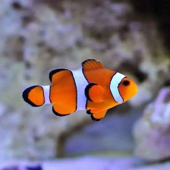 Standard Ocellaris — Ocellaris — captive-bred ocellaris clownfish