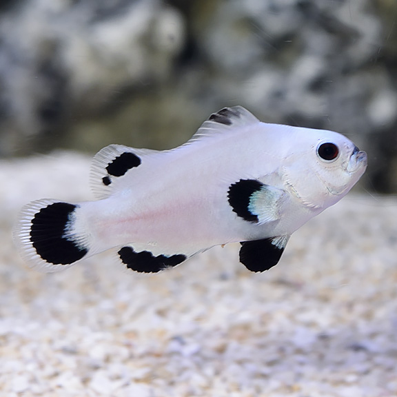 Snowstorm — Designer — captive-bred ocellaris clownfish